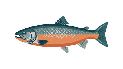 Fototapeta premium Colorful Salmon Fish Side View.