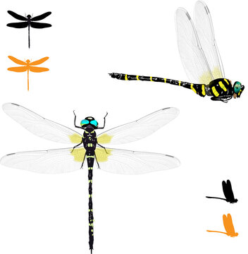 Anotogaster Sieboldii