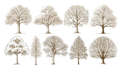 Obraz premium Winter trees set with frosty branches on transparent background