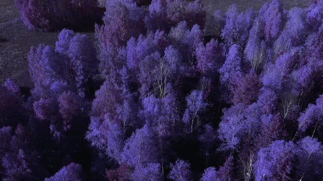 Drone footage of dense mixed forest canopy with vivid purple color grading and long shadows, creating a surreal autumn landscape in the Ural Mountains, Russia