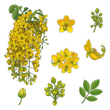 Golden shower flower vector illustration set isolated on white, Yellow ratchaphruek flowers with green leaves illustration.