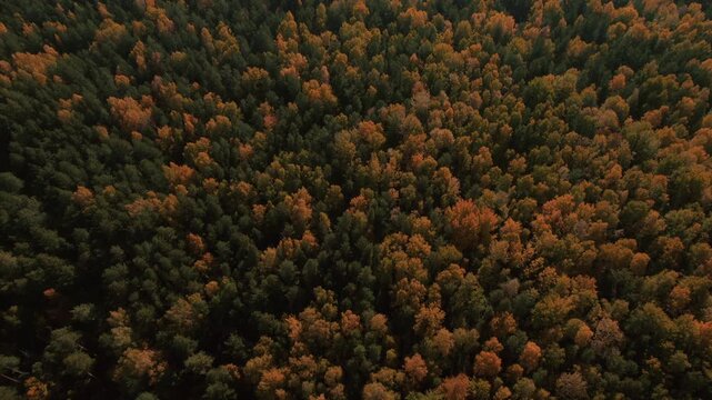 Drone footage of dense mixed forest canopy in peak fall colors, with orange and green treetops forming a natural texture background in the Ural Mountains, Russia