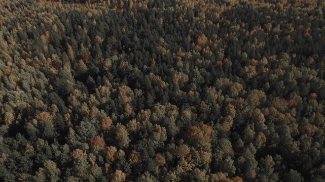 Drone footage of dense mixed woodland with colorful autumn foliage and conifer trees, viewed from above in the Ural Mountains, Russia, natural background