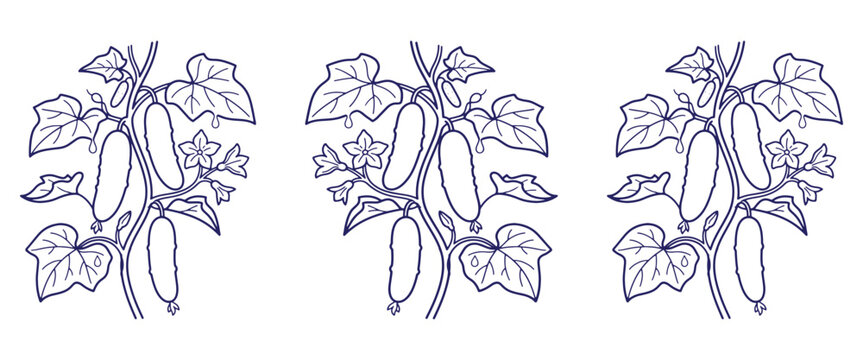 Detailed line art drawing of cucumber vines with leaves and fruit in three separate plants showing growth stages and botanical details for gardening.