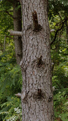 Obraz premium Pine Tree Bark Texture: A Close-Up Study of Natural Layers, Knots, and Biological Structure