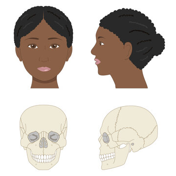 Frontal and side view of Black female face and skull, comparative anatomical illustration for dental and medical education