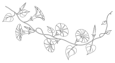 Naklejka premium Vine with green leaves branches.