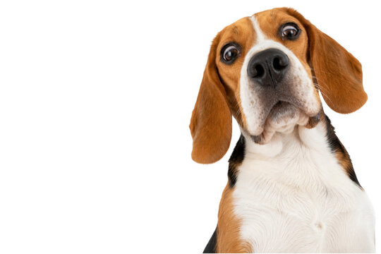 Curious beagle dog looking directly into the camera with a tilted head, isolated on a clean white background. Adorable canine portrait with expressive eyes, playful personality, plenty of copy space