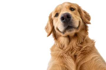Fotobehang Hond Funny close-up portrait of a golden retriever looking down into the camera with a friendly expression, isolated on a clean white background. Adorable pet dog with soft golden fur, curious gaze  © MJ iceberg