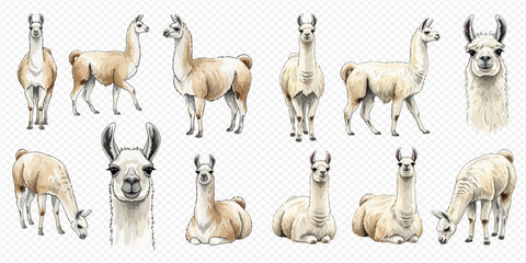 Watercolor collection of cute llamas in various poses, isolated on a transparent background, showcasing different angles and expressions. © Ytaja