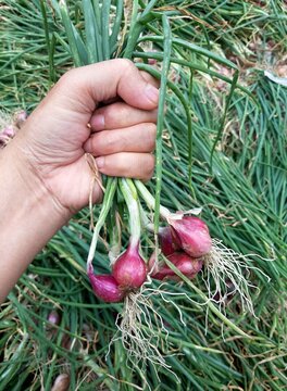 Close up of farmer hand holding raw red onion bunch with green stalks and roots over a blurry plantation field grass background