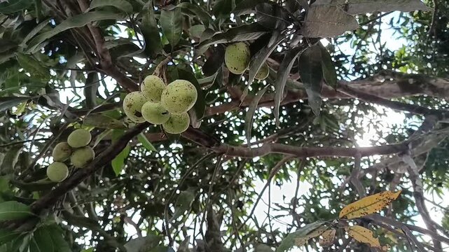 Mango Fruits Growing on Tree in Tropical Garden