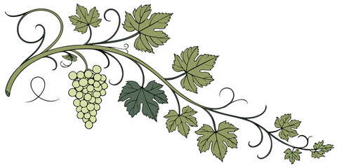 Detailed grapevine branch with green fruit and stylized leaves vineyard grapevine botanical illustration agriculture viticulture decoration ornamental twisting isolated cultivation © Bf