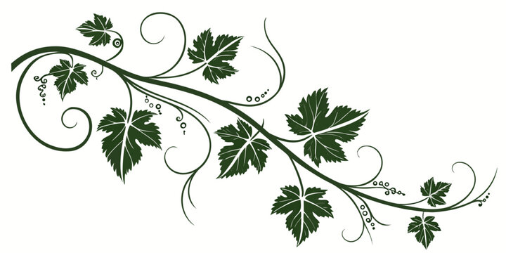 Elegant grapevine branch silhouette with decorative swirls grapevine botanical silhouette ornament illustration decoration vineyard isolated artistic viticulture agriculture twisting