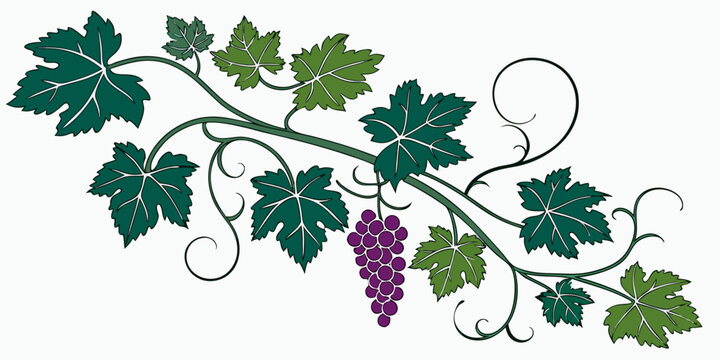Grapevine branch illustration featuring dark leaves and clusters of purple grapes grapevine illustration botanical decorative ornamental agriculture viticulture isolated vineyard cultivation