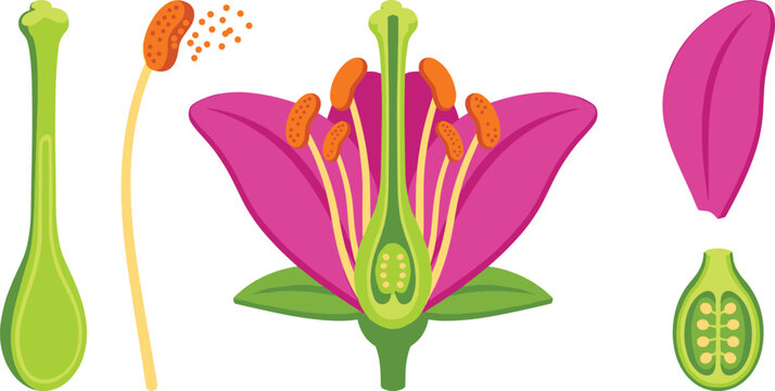 Flower Anatomy Cross Section Diagram Set with Pistil Stamen Pollen Petal and Ovary Parts Vector Illustration for Biology and Botany Education