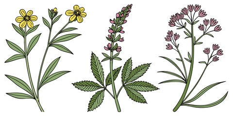 Collection of hand drawn wildflowers and herbs botanical set with wildflowers botanical collection illustration colorful isolated fieldwork vegetation blooming herbarium detailed © Gf