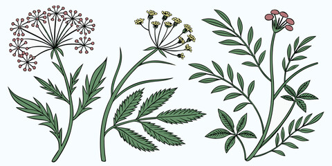 Vintage botanical illustration of wild herbs and medicinal flowers with wildflowers botanical illustration medicinal isolated collection decoration detailed blooming vegetation © Gf