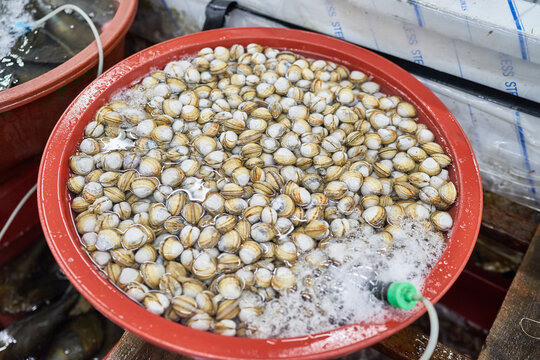 Fresh Dongjuk surf clams submerged in a red plastic basin with an active aerator generating vigorous bubbles. This scene captures the essential purging process at a traditional Asian seafood market.