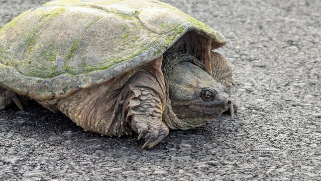 Snapping turtle on the pavement