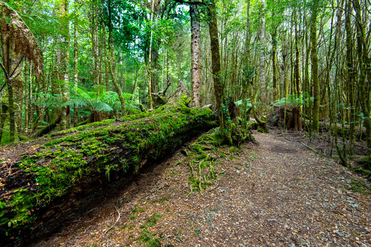 Philosopher Falls Walk in Waratah - Tasmania