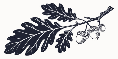 Detailed botanical illustration of oak branch with cluster of acorns botanical illustration seasonal monochrome isolated decoration detailed creative silhouette structure © Mamun