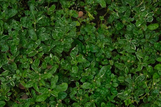 Variegated Purslane Succulent, Portulaca Oleracea Variegata growth in garden. Leaves background for design, wallpaper, template
