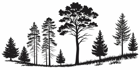 Black silhouette collection of coniferous pine and spruce trees on a grassy hill with silhouette coniferous landscape woodland illustration evergreen botanical wilderness background isolated © Mamun