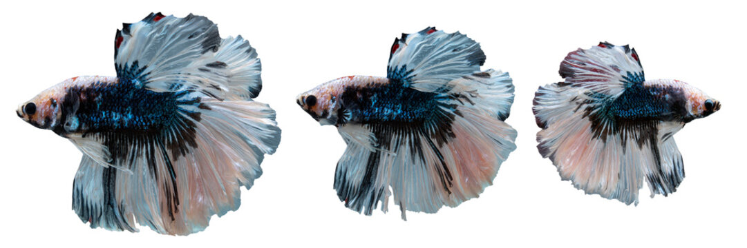 Collection of ornamental betta fish with flowing fins and blue white patterns, isolated on a clean white background