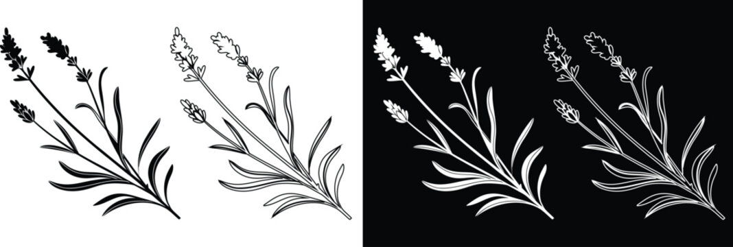 Lavender stems with buds and leaves botanical design elements vector illustration set in black and white silhouette