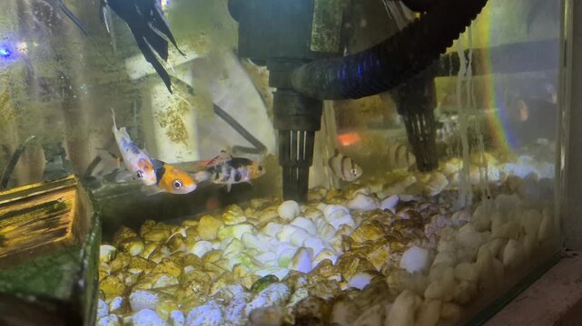 Side view of colorful calico goldfish and tiger barbs swimming in a home aquarium tank with internal water filter pump.