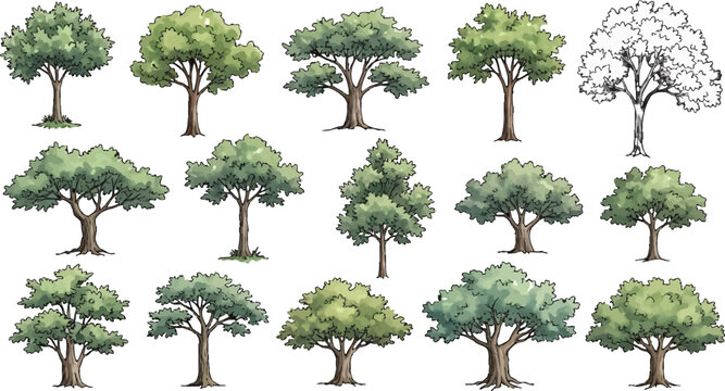 Set of hand drawn deciduous trees with green foliage and one outline sketch for architectural landscape design