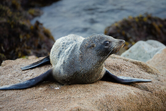 A cute Australian fur seal looks around with its large eyes to check for intruders as it lies resting with flippers splayed out on a rock on the breakwater at Narooma in New South Wales, Australia.