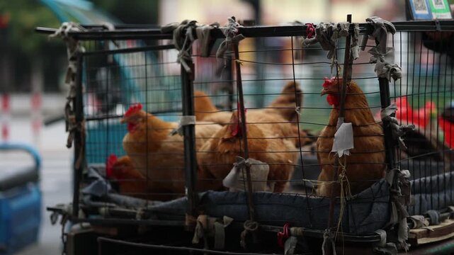 Live chickens kept in wooden cages at local rural market, authentic street humanistic life street scene