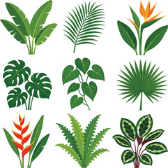 Tropical Plants Vector Pack with Monstera Banana Palm Bird of Paradise Philodendron and Calathea Leaves © Prabhash