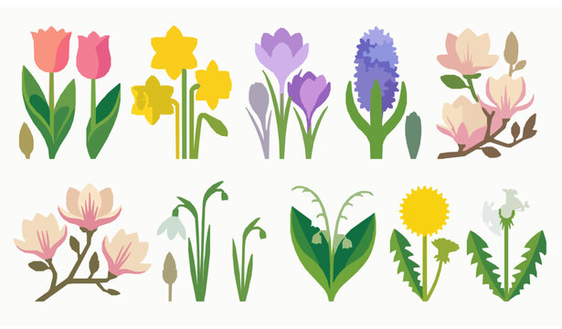 Spring Flower Botanical Set Tulip Daffodil Crocus Hyacinth Magnolia Flat Design Vector Illustration Collection