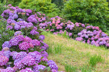 Pink and purple hydrangea macrophylla borders in landscaped garden © photohampster