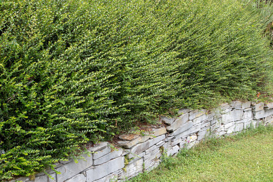 Lonicera nitida hedge on stone retaining wall in ornamental garden