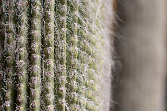 Macro ribbed cactus texture with soft fibers and natural patterns