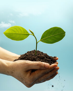 Hands holding soil with green plant against blue sky
