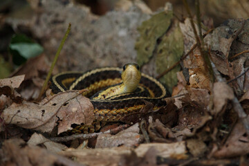 Fototapeta premium Tiny Garter Snake On Leaves Looking At Camera