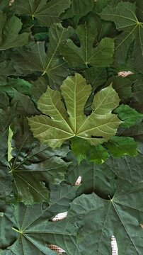 Arranging Fresh Green Chaya Leaves Close Up