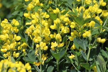 Fototapeta premium Thermopsis montana. Yellow flowers of a false lupin plant.