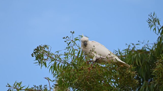 Sulphur Crested Cockatoo in the top of a gum tree