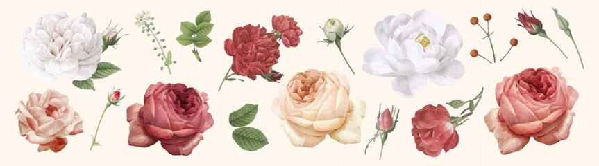 Fototapeta premium Vector of various roses and leaves in shades of red, pink, and white.