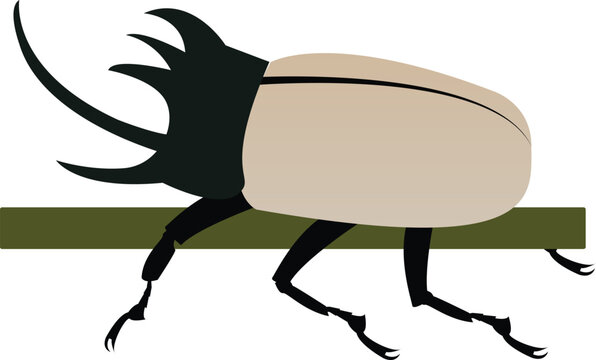 Detailed vector illustration of Eupatorus gracilicornis, a striking five-horned rhinoceros beetle isolated on a white background.