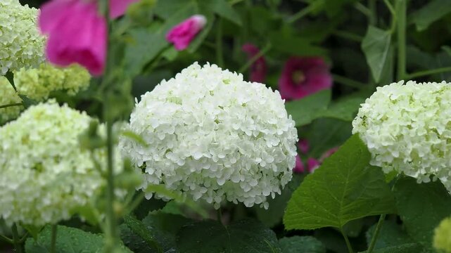 白い紫陽花の花「アナベル」