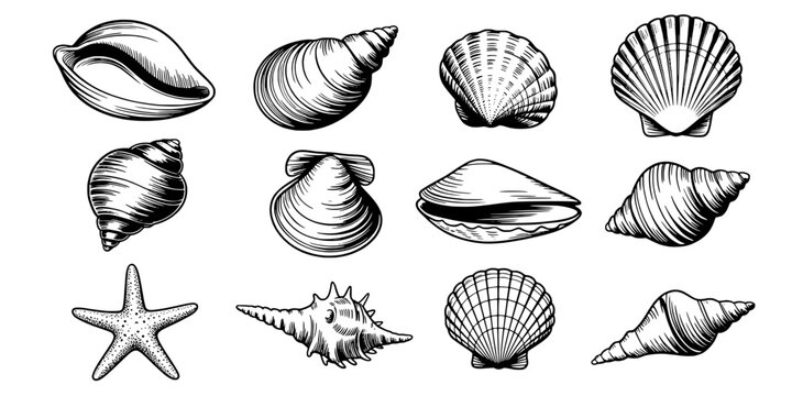 Shells Sea Ocean Line Icons Set with Hand Drawn Sketch Style, Isolated on White Background for Marine Design and Crafts