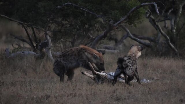 A lioness chases hyenas of a zebra foal carcass