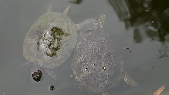 Two turtles swim slowly underwater, showing shell textures and natural aquatic movement in a calm pond environment